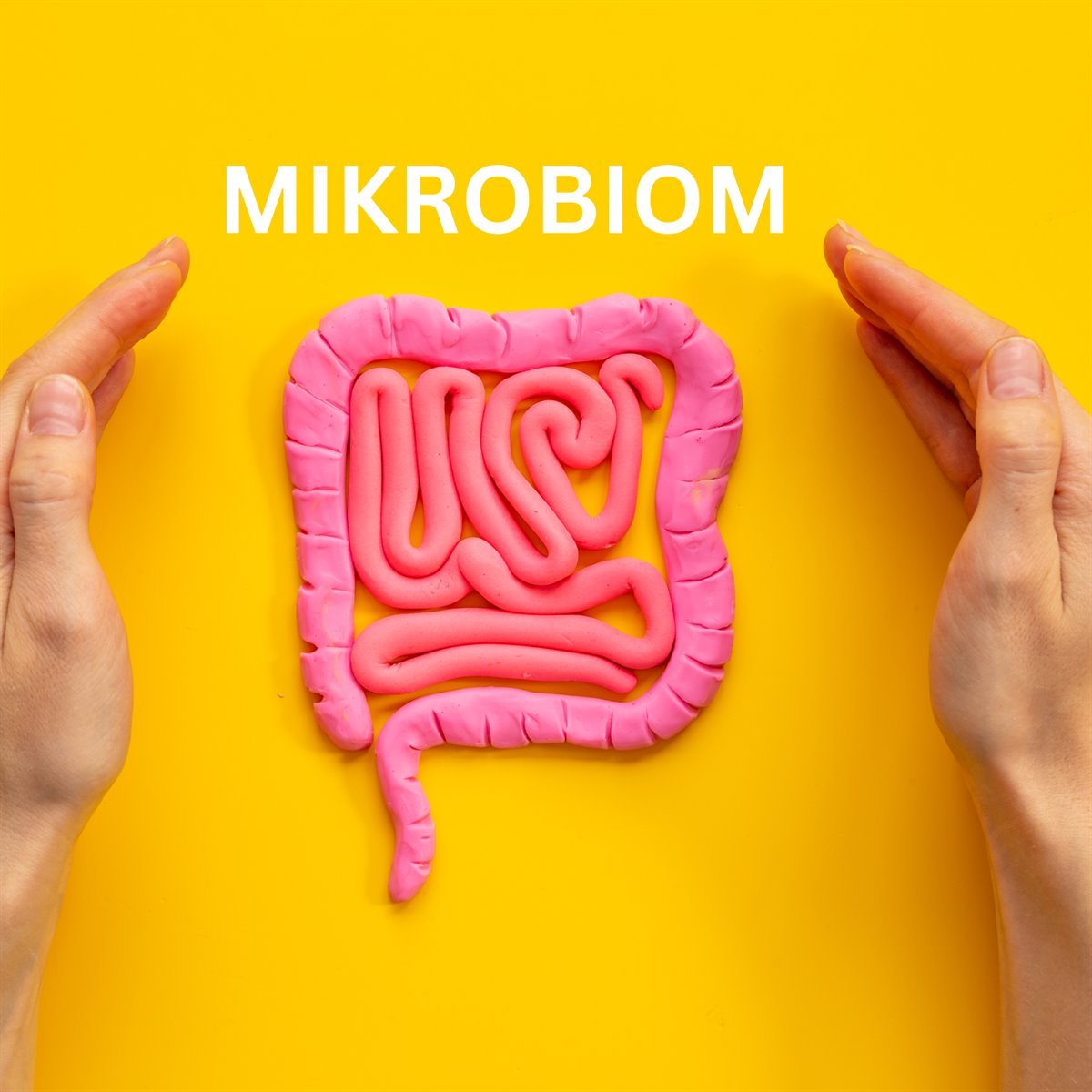 Mikrobiom – Darmflora als Knetmodell zwischen zwei Händen